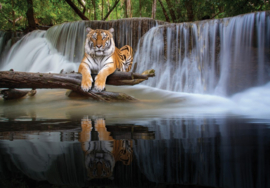 Fotobehang Tijger bij waterval