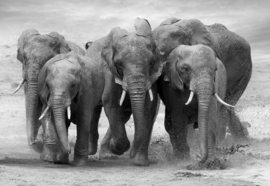 Fotobehang Elephants Black And White