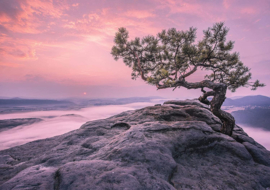 Fotobehang Bergtop met boom en paarse lucht