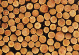 Fotobehang Wood Logs