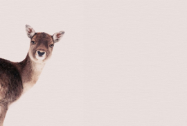 Fotowand Deer rose by Monica Strigel afm. 400cm x 270cm hoog