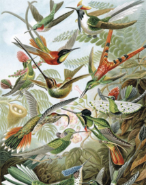 Kek Wonderwalls Exotic Birds PA-023