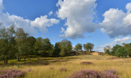 Fotobehang Holland 9903 - Veluwe planken wambuis