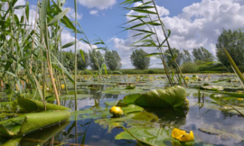 Fotobehang Holland 3043 - Eem ||