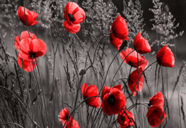 Fotobehang Red Poppies Black And White