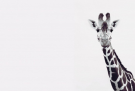 Fotowand Giraffe Portrait by Monica Strigel afm. 400cm x 270cm hoog