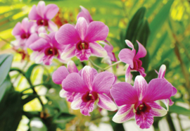 Fotobehang Pink Orchids