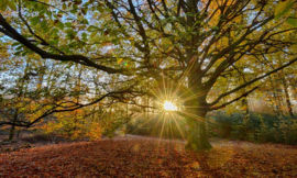 Fotobehang Holland 2032 - Oude beukenboom