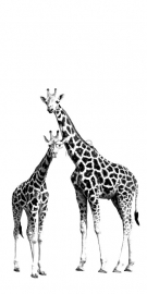 XXL Behang Esta Everybody Bonjour 158701 giraffe
