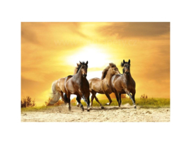 Fotobehang Paarden in zonsondergang