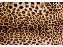 Fotobehang Luipaard huid