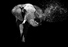 Fotobehang Black And White Elephant