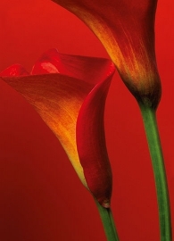 Fotobehang Idealdecor 00406 Red Calla Lilies