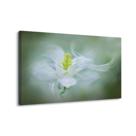 Canvasdoek Witte bloem