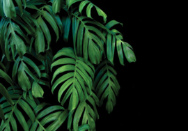 Fotobehang Groene monstera bladeren