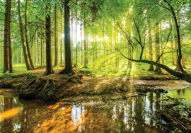 Fotobehang Bos zon rivier