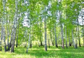Fotobehang Berkenbos bomen natuur gras