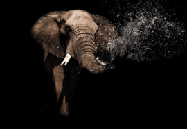 Fotobehang Elephant