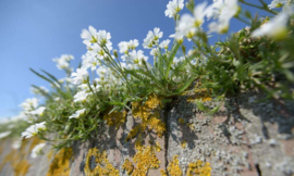 Fotobehang Holland 5090 - Muurbloemen