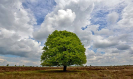 Fotobehang Holland 9621 - Beukenboom op de heide