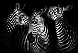 Fotobehang Black And White Zebras