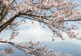 Fotobehang Cherry Blossom Tree