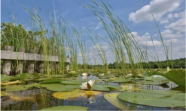 Fotobehang Holland 4420 - Loosdrecht