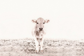 Fotowand Highland cattle 3 by Monica Strigel afm. 400cm x 270cm hoog
