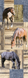 Wallprint AK1048 paarden