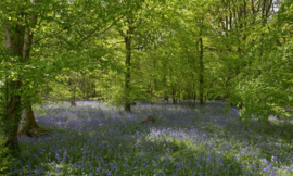 Fotobehang Holland 7659 - Bos met blauwe Lelies