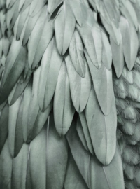 Fotowand Feathers 2 by Monika Strigel afm. 200cm x 270cm hoog