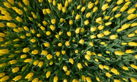 Fotobehang Holland 8070 - Tulpen geel