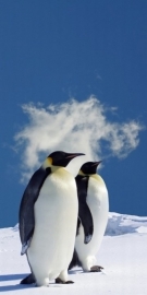 Dutch DigiWalls fotobehang art. 70026 Penguins