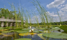 Fotobehang Holland 4709 - Loosdrecht |||