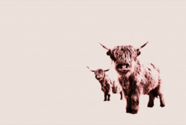 Fotowand Highland cows  by Monica Strigel afm. 400cm x 270cm hoog