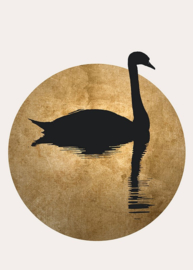 Fotowand The swan 2 by Kubistika afm. 200cm x 280cm hoog