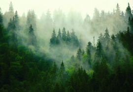 Fotobehang Scandinavisch bos mistbomen