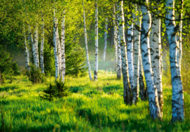 Fotobehang Natuur groen berkenbos