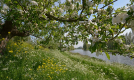 Fotobehang Holland 5789 - Appeldijkje Betuwe