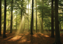 Fotobehang Zon tussen de bomen door