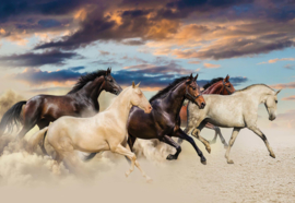 Fotobehang Galopperende Paarden