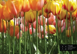 Fotobehang AG Design FTS0045 Tulip Big