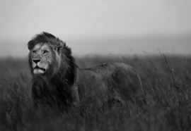 Fotobehang Black And White Lion