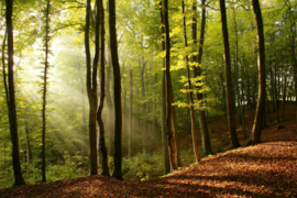 Fotobehang Morgenzon in het bos