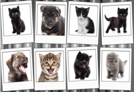 Fotobehang Pups en kittens