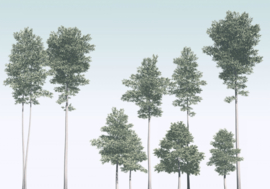 Komar Raw R4-040 Pines