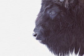 Fotowand Black buffalo by Monica Strigel afm. 400cm x 270cm hoog