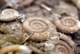 Fotobehang AP Digital 470063 Fossil