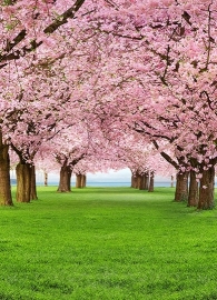 Fotobehang Idealdecor 00385 Cherry Trees