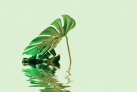 Fotowand Monstera leaf water 2 by Andrea Haase afm. 400cm x 270cm hoog